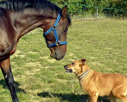 Tierversicherung für Hund und Pferd